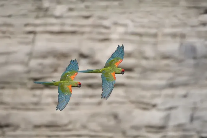 Framed Print : Red-fronted macaw (Ara rubrogenys) two in flight, Red-fronted Macaw Community Nature Reserve Framed Print : Red-fronted macaw (Ara rubrogenys) two in flight, Red-fronted Macaw Community Nature Reserve