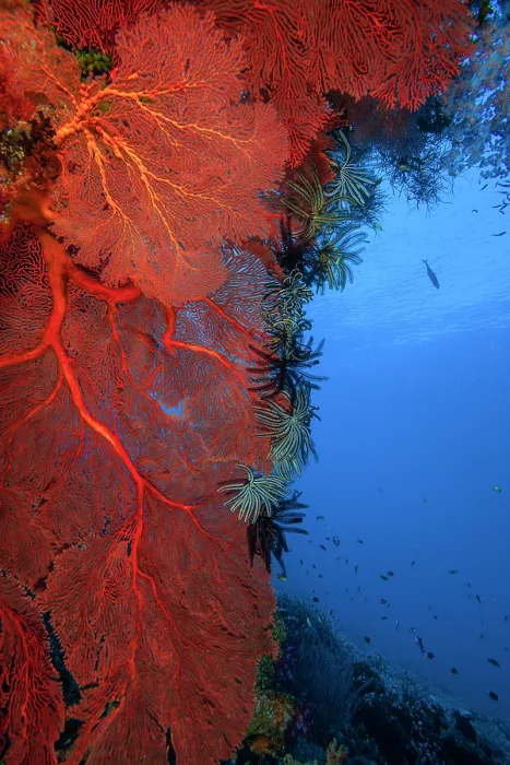 Framed Print : Red Gorgonian sea fans (Melithaea sp. upper left; Annella sp. top and lower left) with black and white feather stars (Crinoidea) attached Framed Print : Red Gorgonian sea fans (Melithaea sp. upper left; Annella sp. top and lower left) with black and white feather stars (Crinoidea) attached