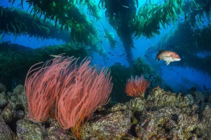 Framed Print : Red gorgonians (Lophogorgia chilensis) growing beneath a Giant kelp (Macrocystis pyrifera) forest Framed Print : Red gorgonians (Lophogorgia chilensis) growing beneath a Giant kelp (Macrocystis pyrifera) forest