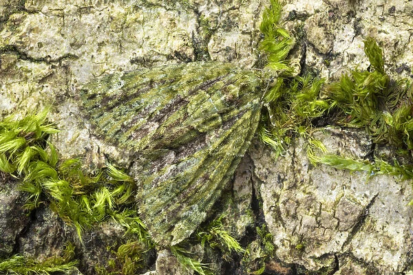 Red-green carpet moth (Chloroclysta siterata). Peak District National Park, Derbyshire