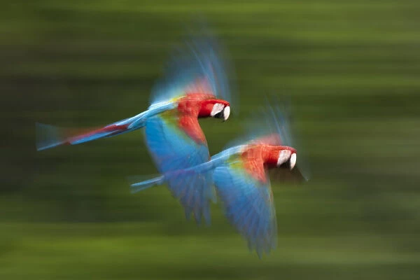 Red and green macaws (Ara chloropterus) in flight, motion blurred photograph
