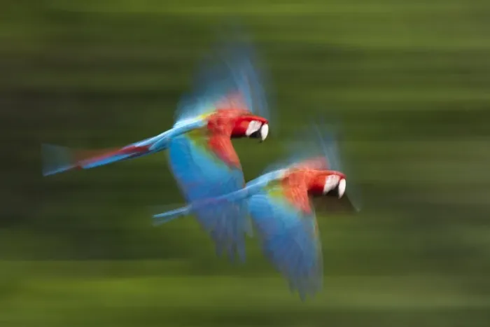 Framed Print : Red and green macaws (Ara chloropterus) in flight, motion blurred photograph Framed Print : Red and green macaws (Ara chloropterus) in flight, motion blurred photograph