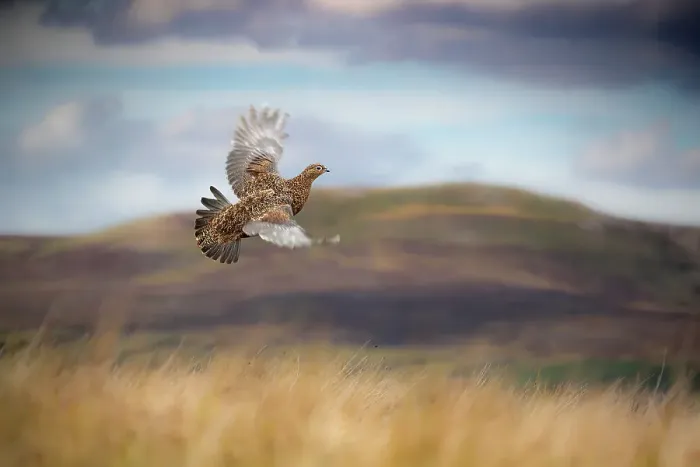 Framed Print : Red grouse (Lagopus lagopus) in flight over moorland, Yorkshire, UK. September Framed Print : Red grouse (Lagopus lagopus) in flight over moorland, Yorkshire, UK. September