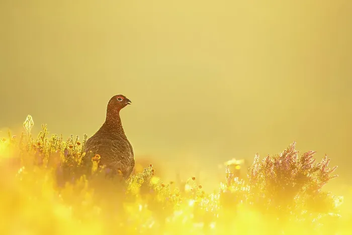 Framed Print : Red grouse (Lagopus lagopus) on moorland at sunrise, Peak District National Park, UK. August Framed Print : Red grouse (Lagopus lagopus) on moorland at sunrise, Peak District National Park, UK. August