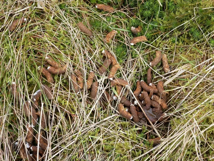 Framed Print : Red grouse (Lagopus lagopus scotica) droppings on moorland, Yorkshire Dales, UK. March Framed Print : Red grouse (Lagopus lagopus scotica) droppings on moorland, Yorkshire Dales, UK. March