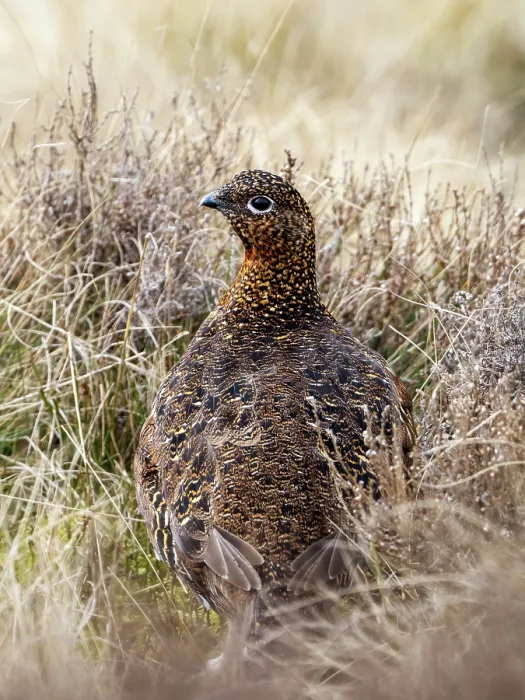 Framed Print : Red grouse (Lagopus lagopus scotica) female on moorland, portrait, Ilkley Moor, Yorkshire, UK. March Framed Print : Red grouse (Lagopus lagopus scotica) female on moorland, portrait, Ilkley Moor, Yorkshire, UK. March
