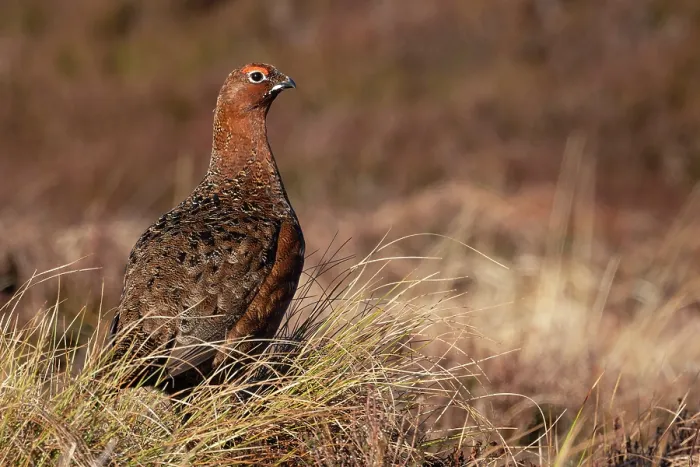 Framed Print : Red grouse (Lagopus lagopus scotica) male, portrait, Lochindorb, Scottish Highlands, UK. April Framed Print : Red grouse (Lagopus lagopus scotica) male, portrait, Lochindorb, Scottish Highlands, UK. April