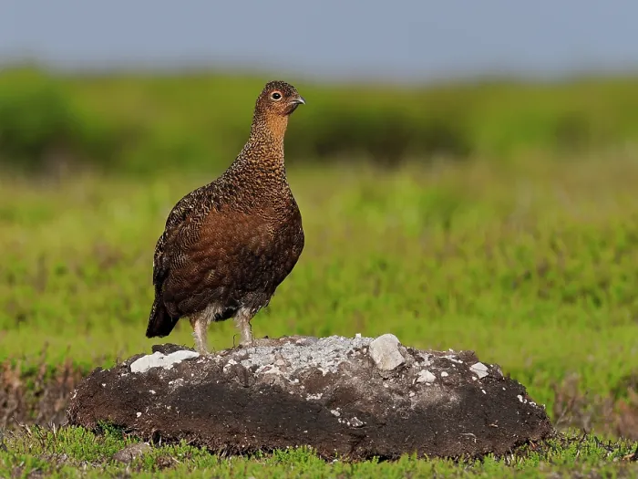 Framed Print : Red grouse (Lagopus lagopus scotica) male, standing on rock on moorland, North Yorkshire, England, UK. July Framed Print : Red grouse (Lagopus lagopus scotica) male, standing on rock on moorland, North Yorkshire, England, UK. July