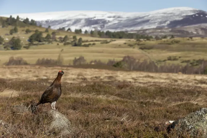 Framed Print : Red grouse (Lagopus lagopus scotica) in moorland, Cairngorms National Park, Grampian Framed Print : Red grouse (Lagopus lagopus scotica) in moorland, Cairngorms National Park, Grampian