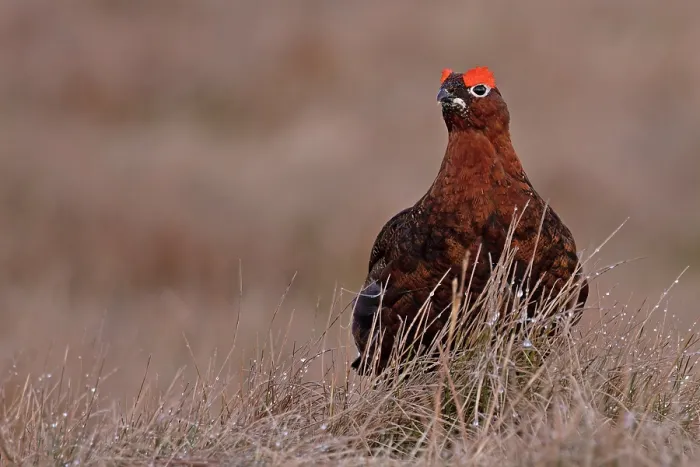 Framed Print : Red grouse (Lagopus lagopus scotica) portrait, Langdon Beck, County Durham, UK. April Framed Print : Red grouse (Lagopus lagopus scotica) portrait, Langdon Beck, County Durham, UK. April