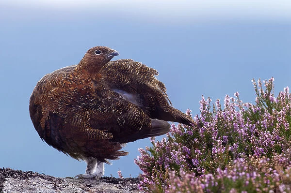 Red grouse (Lagopus lagopus scoticus) standing on gritstone boulder with flowering heather