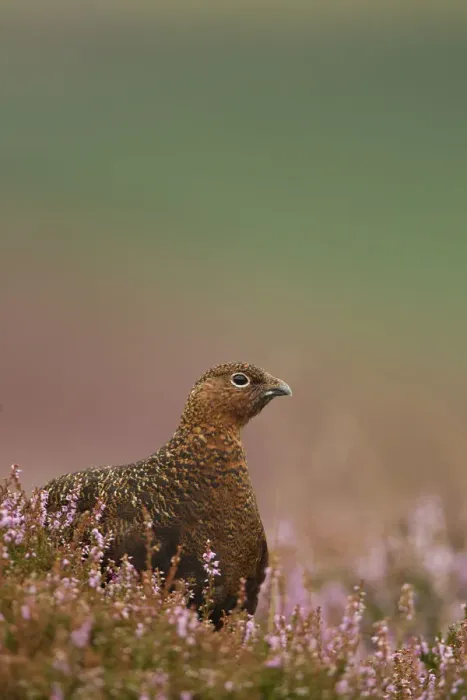 Framed Print : Red Grouse (Lagopus lagopus scoticus) in Heather. Peak District, UK, August Framed Print : Red Grouse (Lagopus lagopus scoticus) in Heather. Peak District, UK, August