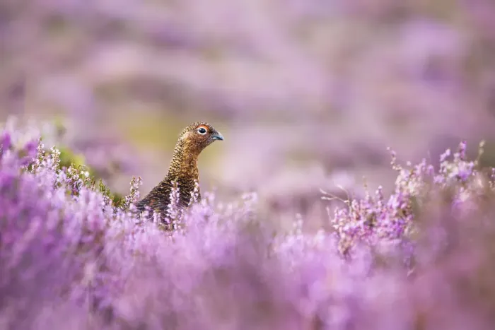 Framed Print : Red grouse {Lagopus lagopus scoticus} on heather moorland, Derwent Edge, Peak District Framed Print : Red grouse {Lagopus lagopus scoticus} on heather moorland, Derwent Edge, Peak District