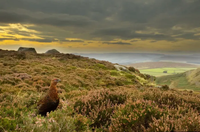 Framed Print : Red grouse (Lagopus lagopus scoticus) on heather moorland, Peak District NP, UK Framed Print : Red grouse (Lagopus lagopus scoticus) on heather moorland, Peak District NP, UK