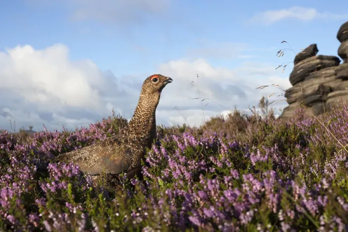 Framed Print : Red grouse (Lagopus lagopus scoticus) on heather moorland, Derwent Edge, Peak District Framed Print : Red grouse (Lagopus lagopus scoticus) on heather moorland, Derwent Edge, Peak District