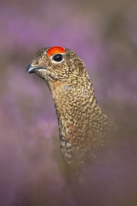 Framed Print : Red grouse (Lagopus lagopus scoticus) on heather moorland, Derwent Edge, Peak District Framed Print : Red grouse (Lagopus lagopus scoticus) on heather moorland, Derwent Edge, Peak District