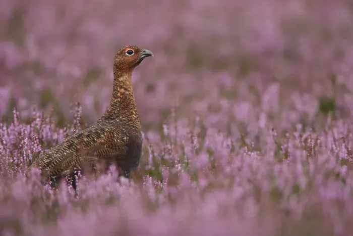 Framed Print : Red grouse (Lagopus lagopus scoticus) male amongst purple flowering heather, Peak district Framed Print : Red grouse (Lagopus lagopus scoticus) male amongst purple flowering heather, Peak district