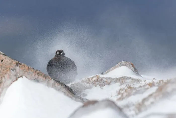 Framed Print : Red Grouse (Lagopus lagopus scoticus) male on rock in swirling spindrift of snow Framed Print : Red Grouse (Lagopus lagopus scoticus) male on rock in swirling spindrift of snow
