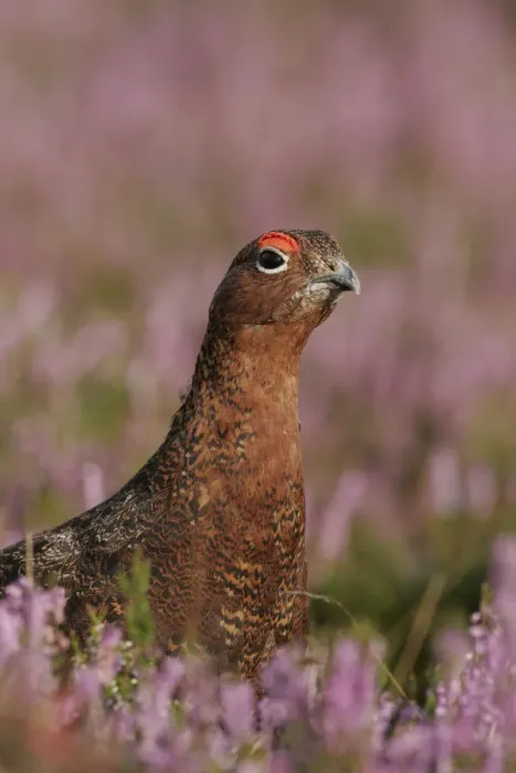 Framed Print : Red Grouse (Lagopus lagopus scoticus) in purple heather, Peak District, uk Framed Print : Red Grouse (Lagopus lagopus scoticus) in purple heather, Peak District, uk