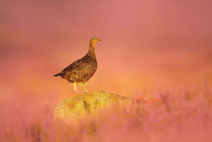 Framed Print : Red grouse (Lagopus lagopus) standing on gritstone rock at sunrise, Peak District National Park, UK. August Framed Print : Red grouse (Lagopus lagopus) standing on gritstone rock at sunrise, Peak District National Park, UK. August