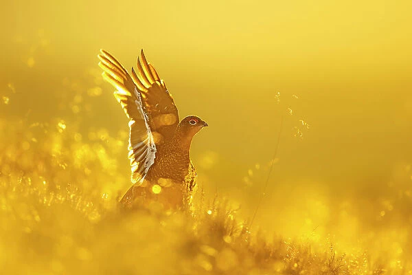 Red grouse (Lagopus lagopus) stretching wings at sunrise, Peak District National Park, UK. August
