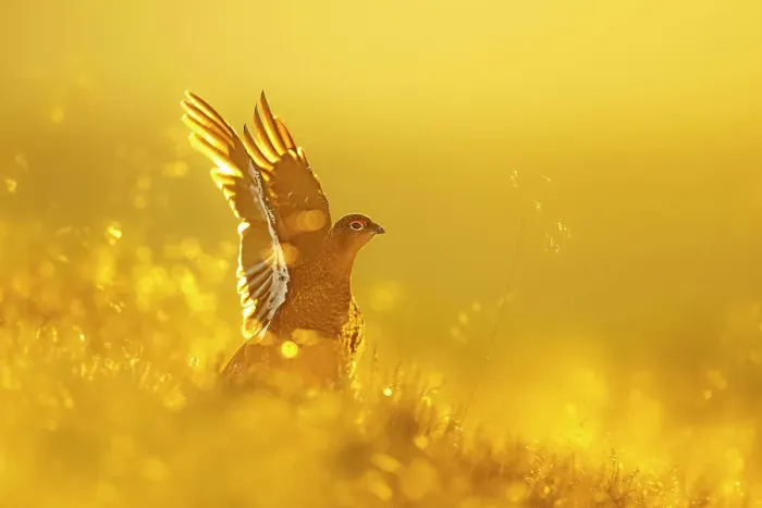 Framed Print : Red grouse (Lagopus lagopus) stretching wings at sunrise, Peak District National Park, UK. August Framed Print : Red grouse (Lagopus lagopus) stretching wings at sunrise, Peak District National Park, UK. August