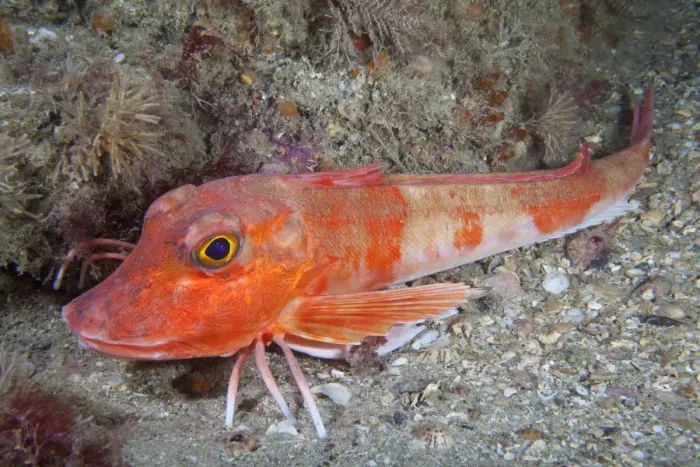 Framed Print : Red Gurnard (Aspitrigla / Chelidonichthys cuculus). Les Dents, Sark, British Channel Islands, July Framed Print : Red Gurnard (Aspitrigla / Chelidonichthys cuculus). Les Dents, Sark, British Channel Islands, July
