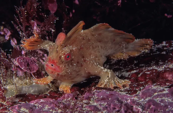 Framed Print : Red handfish (Thymichthys politus) camouflaged on seabed, near Sorell, Tasmania, Australia, Pacific Ocean. Critically endangered Framed Print : Red handfish (Thymichthys politus) camouflaged on seabed, near Sorell, Tasmania, Australia, Pacific Ocean. Critically endangered