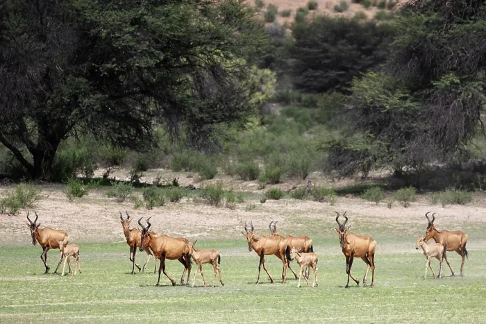 Framed Print : Red hartebeest (Alcelaphus buselaphus caama) herd, Kgalagadi Transfrontier Park, South Africa Framed Print : Red hartebeest (Alcelaphus buselaphus caama) herd, Kgalagadi Transfrontier Park, South Africa