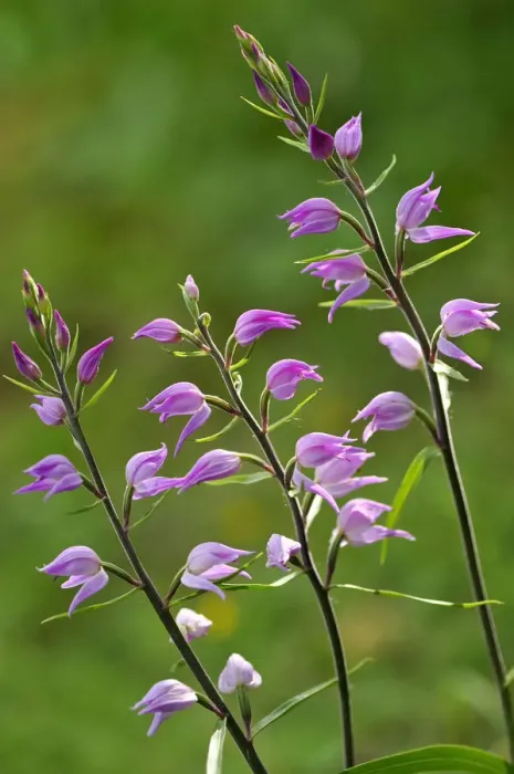 Framed Print : Red helleborine (Cephalanthera rubra) in flower, Lorraine, France, June Framed Print : Red helleborine (Cephalanthera rubra) in flower, Lorraine, France, June