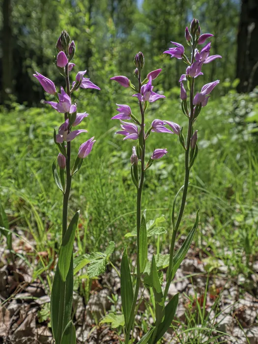 Framed Print : Red helleborine (Cephalanthera rubra) in flower, Piediluco, Umbria, Italy. July Framed Print : Red helleborine (Cephalanthera rubra) in flower, Piediluco, Umbria, Italy. July
