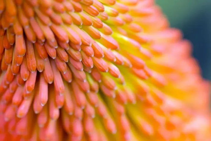 Framed Print : Red-hot poker flowers (Kniphofia) close up, cultivated plant Framed Print : Red-hot poker flowers (Kniphofia) close up, cultivated plant