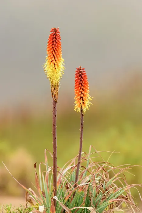 Framed Print : Red hot poker (Kniphofia foliosa) flowers, Ethiopian highlands. Guassa Community Conservation Area, Ethiopia Framed Print : Red hot poker (Kniphofia foliosa) flowers, Ethiopian highlands. Guassa Community Conservation Area, Ethiopia
