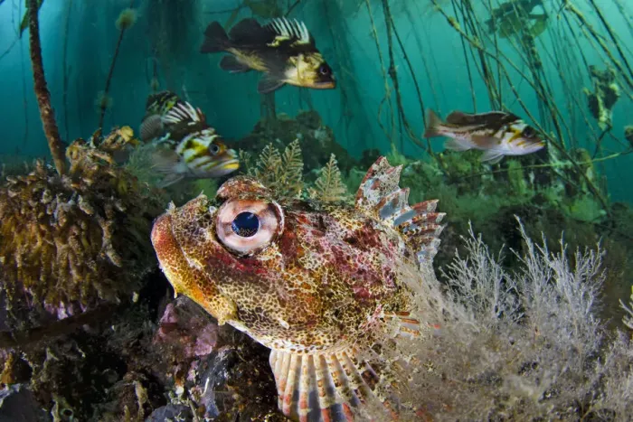 Framed Print : Red Irish lord (Hemilepidotus hemilepidotus) hides on the sebed, with Quillback rockfish Framed Print : Red Irish lord (Hemilepidotus hemilepidotus) hides on the sebed, with Quillback rockfish