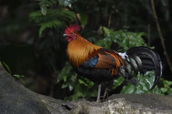 Red junglefowl (Gallus gallus) male bird walking through the forest of Hong Bung He