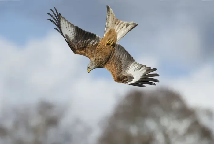 Framed Print : Red kite (Milvus milvus) in a dive, Gigrin Farm, Rhayader, Wales, UK April Framed Print : Red kite (Milvus milvus) in a dive, Gigrin Farm, Rhayader, Wales, UK April