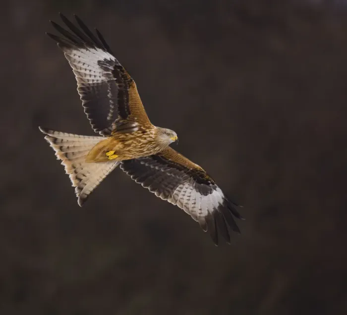 Framed Print : Red kite (Milvus milvus) in flight, Gigrin Farm, Powys, Wales, February Framed Print : Red kite (Milvus milvus) in flight, Gigrin Farm, Powys, Wales, February