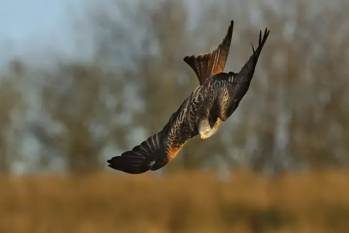 Framed Print : Red Kite (Milvus milvus) in flight, Wales, UK, November. 2020VISION Exhibition Framed Print : Red Kite (Milvus milvus) in flight, Wales, UK, November. 2020VISION Exhibition