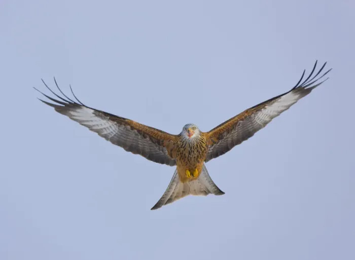 Framed Print : Red kite (Milvus milvus) in flight, Gigrin Farm, Powys, Rhayader, Wales, UK, February Framed Print : Red kite (Milvus milvus) in flight, Gigrin Farm, Powys, Rhayader, Wales, UK, February