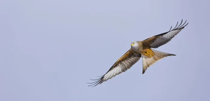 Framed Print : Red kite (Milvus milvus) in flight, Gigrin Farm, Powys, Rhayader, Wales, UK, February Framed Print : Red kite (Milvus milvus) in flight, Gigrin Farm, Powys, Rhayader, Wales, UK, February