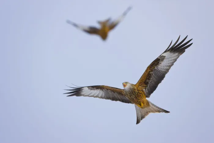 Framed Print : Red kite (Milvus milvus) in flight, Gigrin Farm, Powys, Rhayader, Wales, UK, February Framed Print : Red kite (Milvus milvus) in flight, Gigrin Farm, Powys, Rhayader, Wales, UK, February