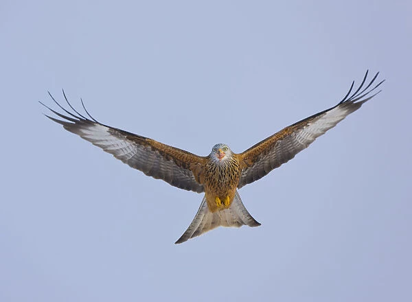 Red kite (Milvus milvus) in flight, Gigrin Farm, Powys, Rhayader, Wales, UK, February