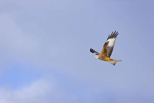 Red kite (Milvus milvus) in flight, Gigrin Farm, Powys, Rhayader, Wales, UK, February