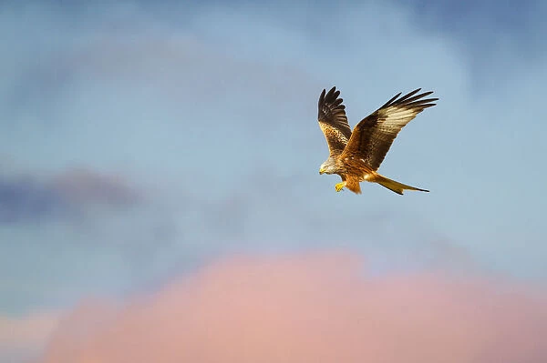 Red kite (Milvus milvus) in flight at last light, Mid Wales, UK, March