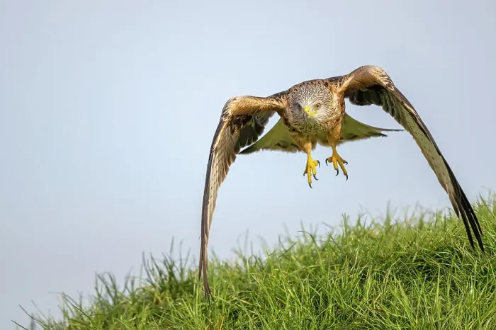 Framed Print : Red kite (Milvus milvus) landing on grass, Marlborough Downs, Wiltshire, UK. January Framed Print : Red kite (Milvus milvus) landing on grass, Marlborough Downs, Wiltshire, UK. January