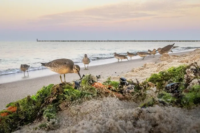 Framed Print : Red knot (Calidris canutus) flock foraging along the shore at dusk, Baltic Sea, Poland. September