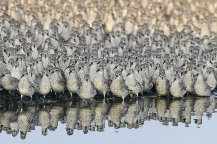 Framed Print : Red knot (Calidris canutus) flock at high tide roost. Snettisham, Norfolk, UK. October Framed Print : Red knot (Calidris canutus) flock at high tide roost. Snettisham, Norfolk, UK. October