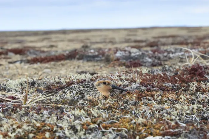 Framed Print : Red knot (Calidris canutus rogersi) incubating nest on a coastal gravel spit. Chukotka, Russia Framed Print : Red knot (Calidris canutus rogersi) incubating nest on a coastal gravel spit. Chukotka, Russia