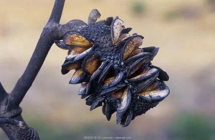 Framed Print : Red lantern banksia (Banksia caleyi), a pyrophile which opens its cones to release seeds Framed Print : Red lantern banksia (Banksia caleyi), a pyrophile which opens its cones to release seeds