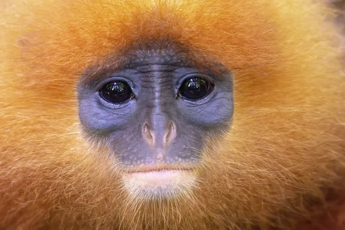 Framed Print : Red leaf monkey (Presbytis rubicunda) head portrait, Sabah, Borneo Framed Print : Red leaf monkey (Presbytis rubicunda) head portrait, Sabah, Borneo
